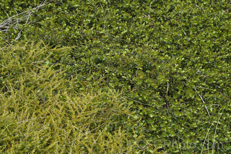 Two New Zealand native, evergreen, groundcover shrubs. In the foreground is the very small-leaved Coprosma acerosa and behind it is the dark-stemmed. Veronica decumbens (syn. Hebe decumbens</i>)