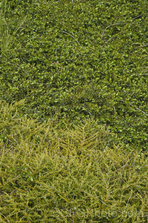 Two New Zealand native, evergreen, groundcover shrubs. In the foreground is the very small-leaved Coprosma acerosa and behind it is the dark-stemmed. Veronica decumbens (syn. Hebe decumbens</i>)