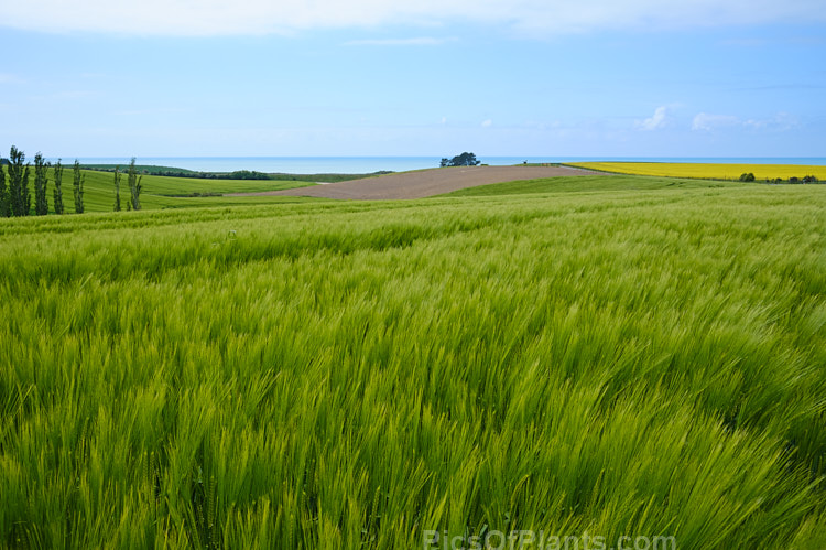 A coastal scene with a field of barley in the foreground and the yellow flowers of canola beyond.