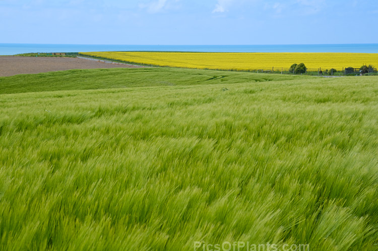 A coastal scene with a field of barley in the foreground and the yellow flowers of canola beyond.