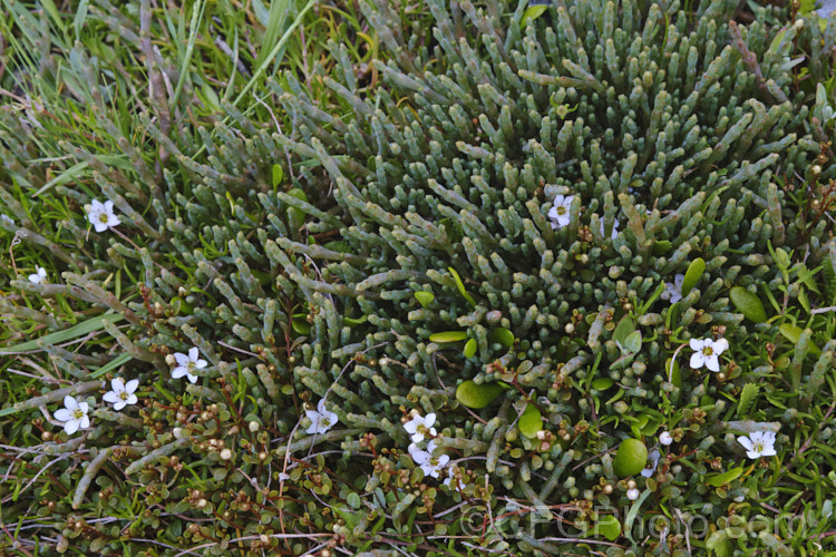 Two estuarine plants form New Zealand : the foliage of Beaded. Samphire or Beaded. Glasswort (<i>Sarcocornia quinqueflora [syn. Salicornia australis]) with the flowers and foliage of Sea Primrose, Shore Pimpernel or Maakoako (<i>Samolus repens var. repens</i>). new-zealand-plant-scenes-3704htm'>New Zealand Plant. Scenes</a>