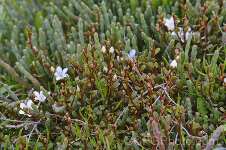 Two estuarine plants form New Zealand : the foliage of Beaded. Samphire or Beaded. Glasswort (<i>Sarcocornia quinqueflora [syn. Salicornia australis]) with the flowers and foliage of Sea Primrose, Shore Pimpernel or Maakoako (<i>Samolus repens var. repens</i>). new-zealand-plant-scenes-3704htm'>New Zealand Plant. Scenes</a>