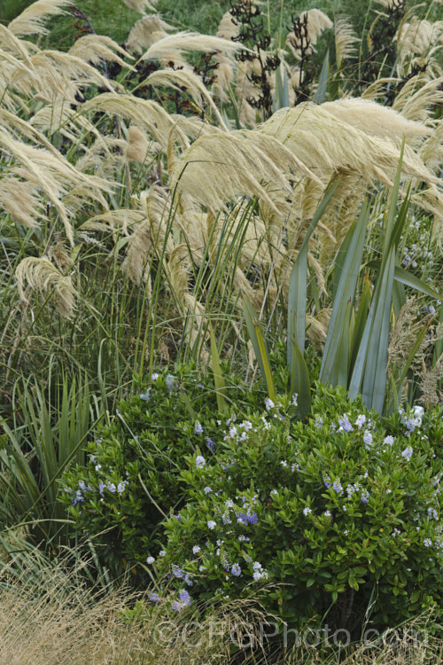 Austroderia, Phormium and a shrubby Veronica (<i>Hebe</i>) growing in a coast area. All of these plants are wide-ranging and can be found form the ocean to as far inland as is possible in New Zealand new-zealand-plant-scenes-3704htm'>New Zealand Plant. Scenes</a>