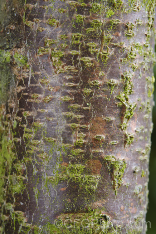 Lenticels, indicated by the horizontal marks on the bark, are pores that are sites of transpiration and gas exchange, performing a similar function to the stomata of foliage