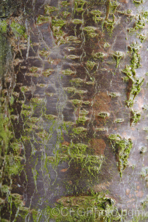 Lenticels, indicated by the horizontal marks on the bark, are pores that are sites of transpiration and gas exchange, performing a similar function to the stomata of foliage