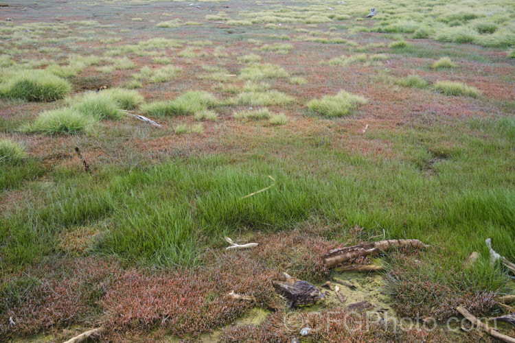 Vegetation in a salt marsh near. Timaru, New Zealand. The plants include New Zealand samphire or glasswort, salt grass and various other annuals, perennials and subshrubs. new-zealand-plant-scenes-3704htm'>New Zealand Plant. Scenes</a>