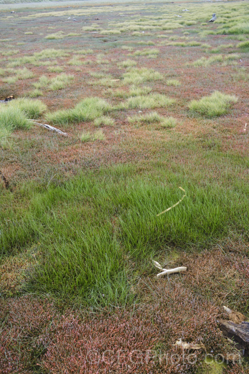 Vegetation in a salt marsh near. Timaru, New Zealand. The plants include New Zealand samphire or glasswort, salt grass and various other annuals, perennials and subshrubs. new-zealand-plant-scenes-3704htm'>New Zealand Plant. Scenes</a>