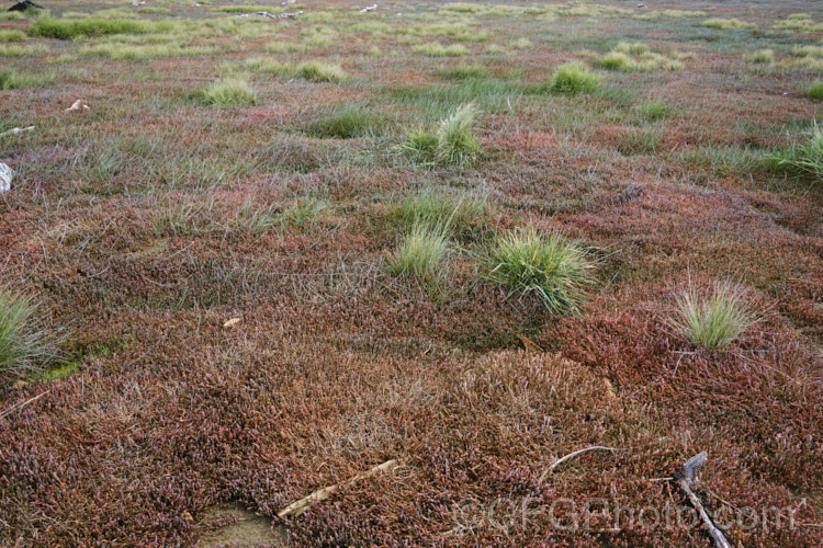 Vegetation in a salt marsh near. Timaru, New Zealand. The plants include New Zealand samphire or glasswort, salt grass and various other annuals, perennials and subshrubs. new-zealand-plant-scenes-3704htm'>New Zealand Plant. Scenes</a>