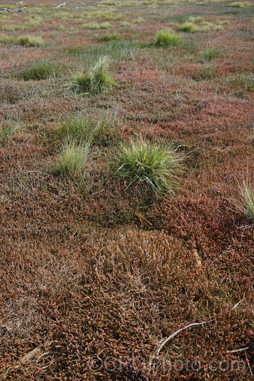 Vegetation in a salt marsh near. Timaru, New Zealand. The plants include New Zealand samphire or glasswort, salt grass and various other annuals, perennials and subshrubs. new-zealand-plant-scenes-3704htm'>New Zealand Plant. Scenes</a>