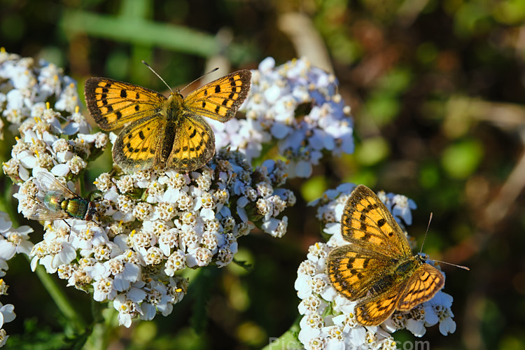 Many insects, including these copper butterflies (<i>Lycaena salustius</i>), are attracted to the nectar-rich flowers of yarrow (<i>Achillea</i>. Although the adults will get nectar from many genera, their larvae of these small New Zealand butterflies feed exclusively on Muehlenbeckia.