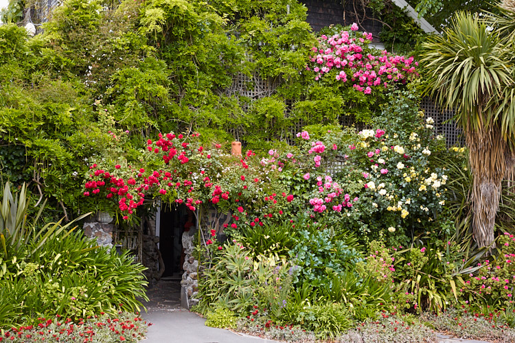 A house rapidly disappearing under roses and wisteria. Perhaps a salutary lesson on how rampant some climbers can be.