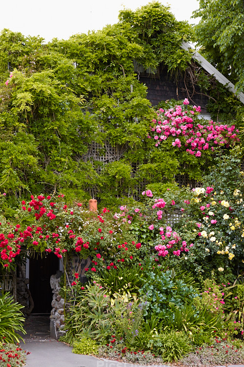 A house rapidly disappearing under roses and wisteria. Perhaps a salutary lesson on how rampant some climbers can be.