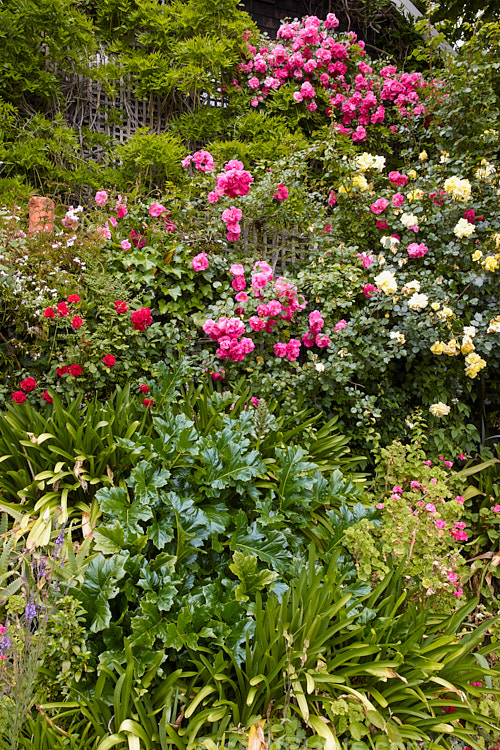 A house rapidly disappearing under roses and wisteria. Perhaps a salutary lesson on how rampant some climbers can be.