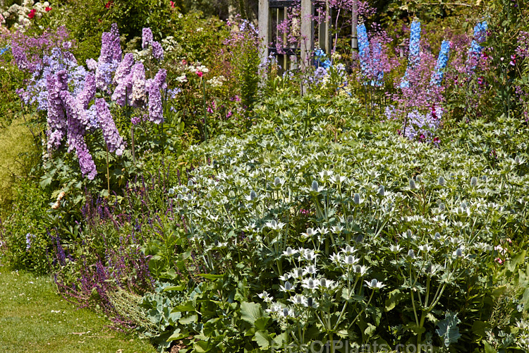 A summer-flowering perennial border featuring <i>Eryngium</i> and <i>Delphinium</i>.