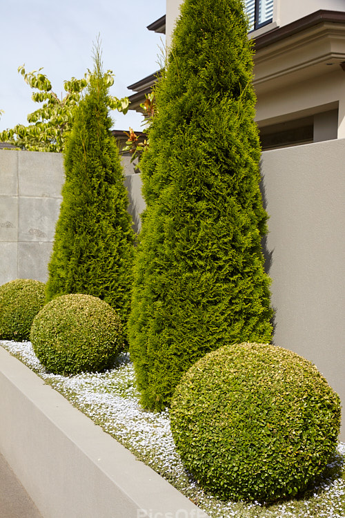 Trimmed to emphasise the contrast in shape, size and form, upright and narrow <i>Thuja</i> 'Smaragd' with small box (<i>Buxus</i>) balls.