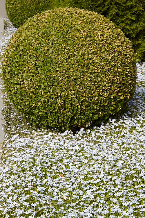 A small box (<i>Buxus</i>) balls amid <i>Lobelia</i> (syn. <i>Pratia</i>) puberula flowers.