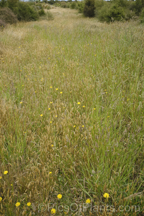 Much of Canterbury, New Zealand was originally open grassland with low shrubs and areas of forest. Apart from some reserves, relatively little of this cover is left on the plains