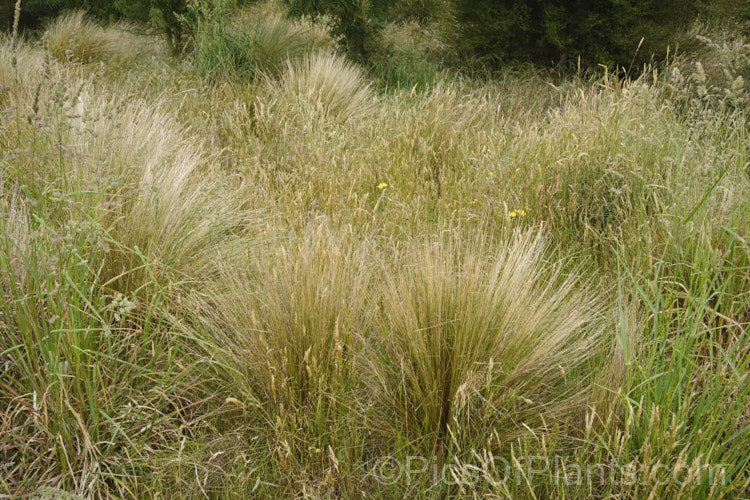 Much of Canterbury, New Zealand was originally open grassland with low shrubs and areas of forest. Apart from some reserves, relatively little of this cover is left on the plains