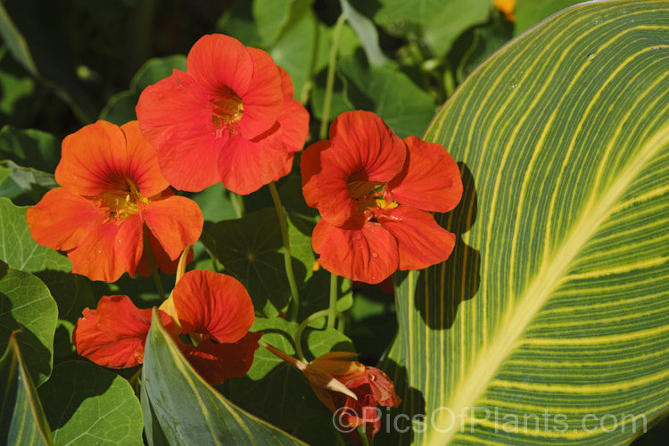 The flower of Tropaeolum majus with the variegated foliage of Canna x generalis 'Tropicanna Gold'