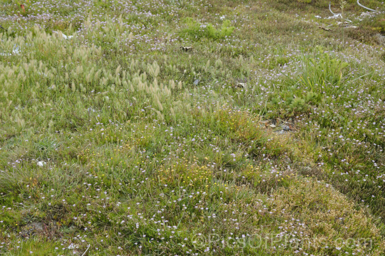 Low herbage typical of estuarine areas of the South Island of New Zealand It is composed of many small halopytes, notably sea barley (<i>Hordeum</i>), shore spurrey (<i>Spergularia</i>), brookweed (<i>Samolus</i>), plantain (<i>Plantago</i>) and swampweed (<i>Selliera</i>)