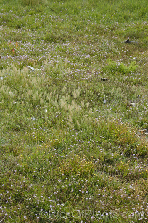 Low herbage typical of estuarine areas of the South Island of New Zealand It is composed of many small halopytes, notably sea barley (<i>Hordeum</i>), shore spurrey (<i>Spergularia</i>), brookweed (<i>Samolus</i>), plantain (<i>Plantago</i>) and swampweed (<i>Selliera</i>)