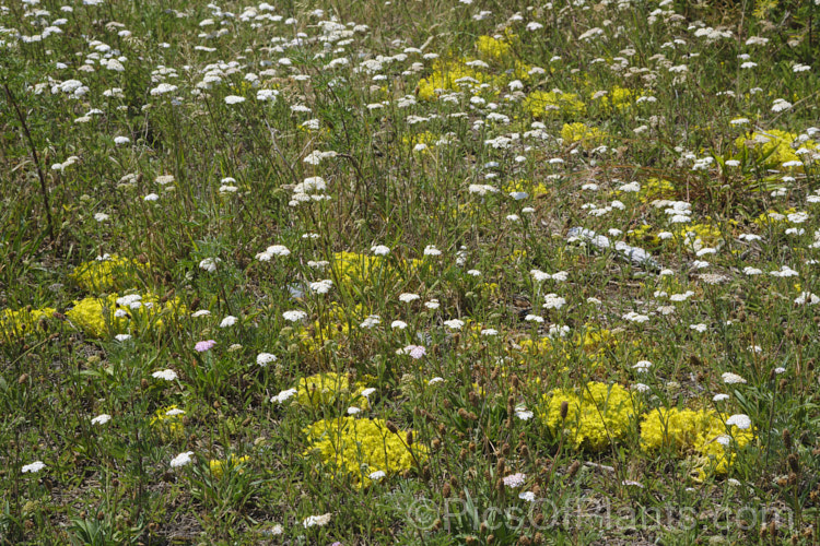 The bright yellow flowers of stonecrop (<i>Sedum acre</i>) among the white flowers of common yarrow (<i>Achillea millefolium</i>), blooming in midsummer on a stretch of exposed coastline