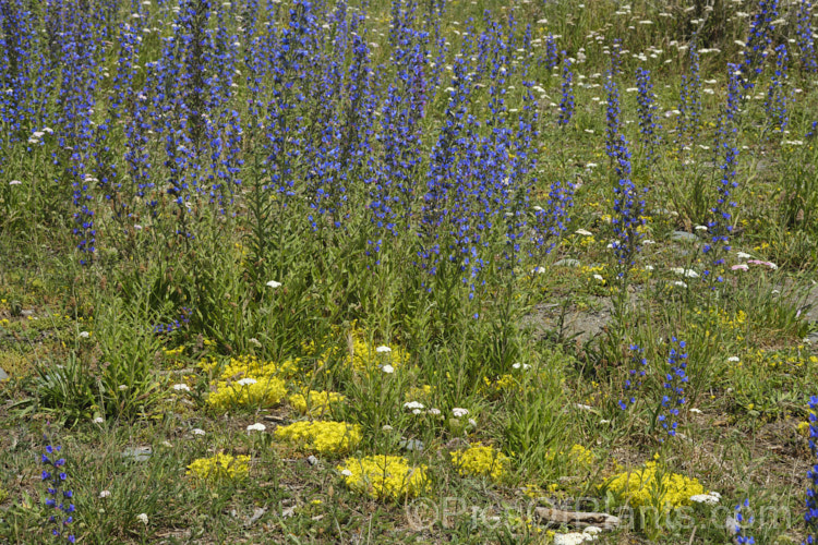 The bright yellow flowers of stonecrop (<i>Sedum acre</i>) among the blue flowers of viper's bugloss (<i>Echium vulgare</i>), blooming in midsummer on a stretch of exposed coastline