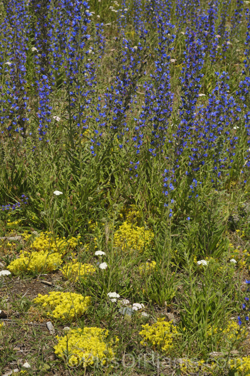 The bright yellow flowers of stonecrop (<i>Sedum acre</i>) among the blue flowers of viper's bugloss (<i>Echium vulgare</i>), blooming in midsummer on a stretch of exposed coastline