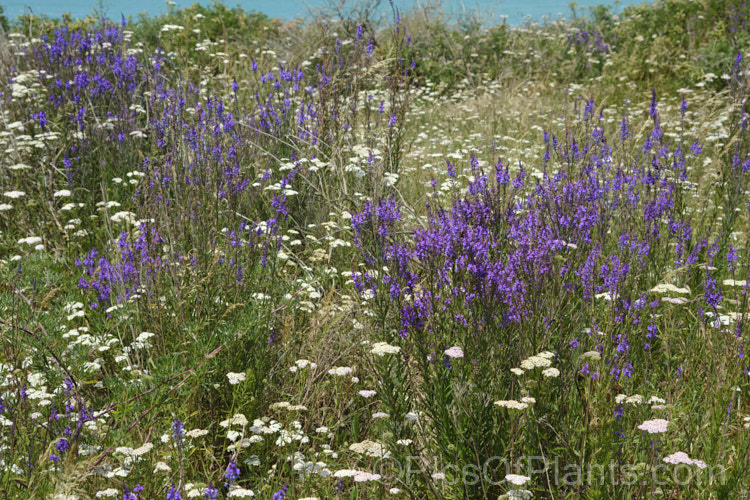 The tall spikes of purple toadflax (<i>Linaria purpurea</i>) among the white flowers of common yarrow (<i>Achillea millefolium</i>), blooming in midsummer on a stretch of exposed coastline