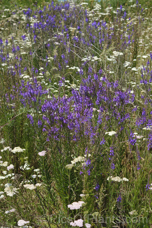 The tall spikes of purple toadflax (<i>Linaria purpurea</i>) among the white flowers of common yarrow (<i>Achillea millefolium</i>), blooming in midsummer on a stretch of exposed coastline