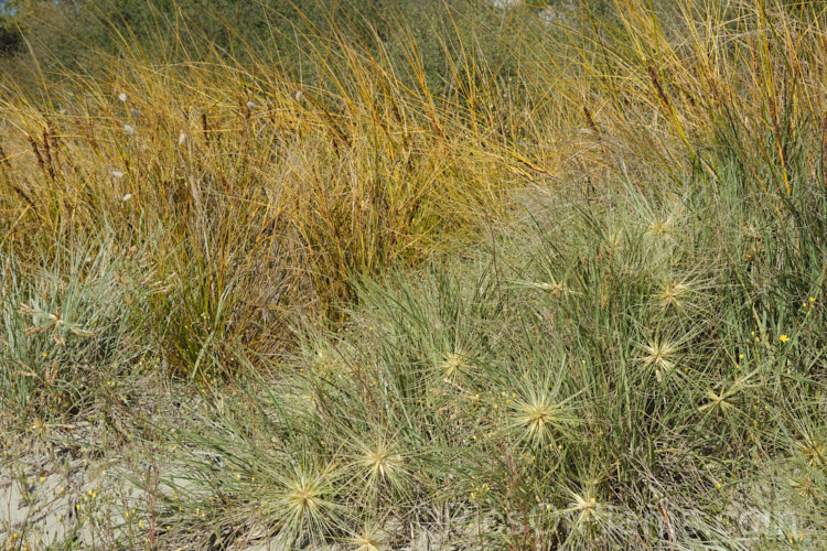 Two coastal dune-binding plants. In the foreground is the blue-green. Spinifex (<i>Spinifex sericeus</i>) and behind it the golden-brown. Pingao (<i>Ficinia spiralis</i>). Both are New Zealand natives. Spinifex is a grass and Pingao is a sedge