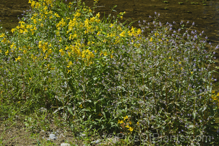 The yellow blooms of Monkey Flower (<i>Erythranthe guttata [syn. Mimulus guttatus]) with the lavender of Water. Speedwell or Brook. Pimpernel (<i>Veronica anagallis-aquatica</i>). Both are marginal aquatics