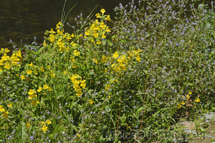 The yellow blooms of Monkey Flower (<i>Erythranthe guttata [syn. Mimulus guttatus]) with the lavender of Water. Speedwell or Brook. Pimpernel (<i>Veronica anagallis-aquatica</i>). Both are marginal aquatics