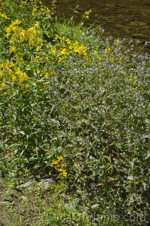 The yellow blooms of Monkey Flower (<i>Erythranthe guttata [syn. Mimulus guttatus]) with the lavender of Water. Speedwell or Brook. Pimpernel (<i>Veronica anagallis-aquatica</i>). Both are marginal aquatics