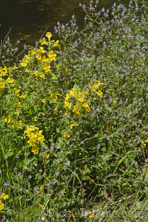 The yellow blooms of Monkey Flower (<i>Erythranthe guttata [syn. Mimulus guttatus]) with the lavender of Water. Speedwell or Brook. Pimpernel (<i>Veronica anagallis-aquatica</i>). Both are marginal aquatics