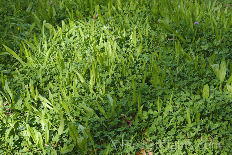 A pasture seed mix consisting mainly of plantain (<i>Plantago lanceolata</i>) and red clover (<i>Trifolium pratense</i>). This type of lush blend is favoured by dairy cattle