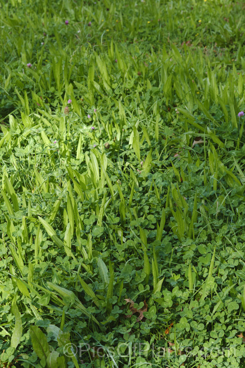 A pasture seed mix consisting mainly of plantain (<i>Plantago lanceolata</i>) and red clover (<i>Trifolium pratense</i>). This type of lush blend is favoured by dairy cattle