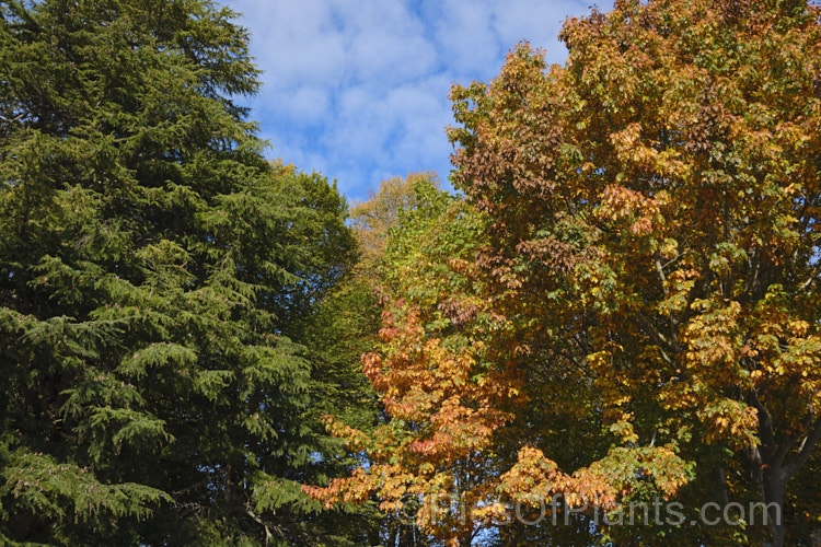 The colours of the mid-autumn foliage of red oak (<i>Quercus coccinea</i>) contrasted with the unchanging deep green of the deodar or Himalayan cedar (<i>Cedrus deodara</i>)