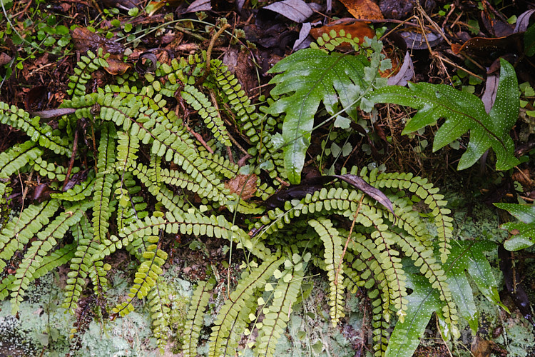 Asplenium trichomanes with the broad fronds of Microsorum pustulatum and a little. Asplenium flabellifolium foliage