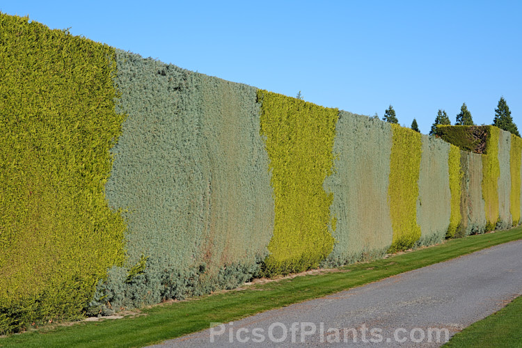 A hedge featuring the contrasting foliage of the Golden Monterey Cypress (<i>Hesperocyparis macrocarpa 'Lutea' [syn. 'Aurea') and the glaucous Hesperocyparis arizonica (syn. Cupressus arizonica</i>) 'Blue Ice'.