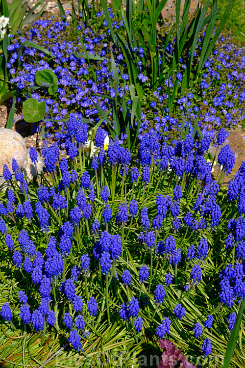 Blue flowers in early spring: grape hyacinth (<i>Muscari</i>) in the foreground, and behind it <i>Veronica peduncularis</i> 'Oxford Blue'.