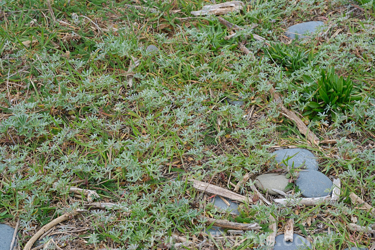 Coastal plants, mainly lupin (<i>Lupinus</i>), plantain (<i>Plantago</i>) and yarrow (<i>Achillea</i>), just starting to grow in early spring.