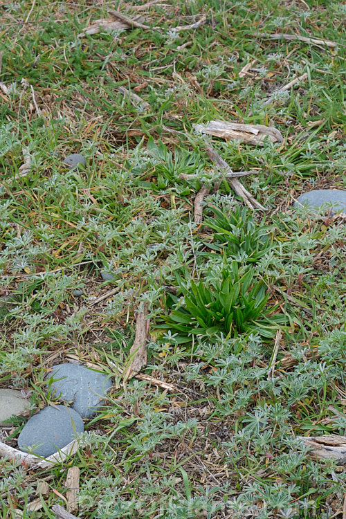 Coastal plants, mainly lupin (<i>Lupinus</i>), plantain (<i>Plantago</i>) and yarrow (<i>Achillea</i>), just starting to grow in early spring.