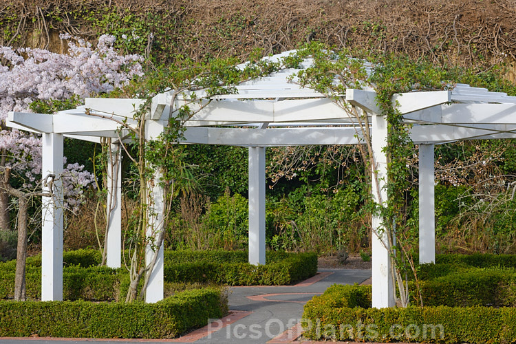 A pergola in spring as its covering rambling rose comes into growth. Low box hedging is growing below and in the background is a flowering cherry.