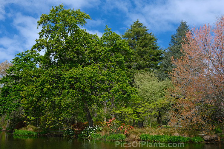 A large ornamental lake surrounded by mature trees and underplanted with perennials and shrubs, including deciduous azaleas.