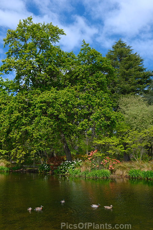 A large ornamental lake surrounded by mature trees and underplanted with perennials and shrubs, including deciduous azaleas.