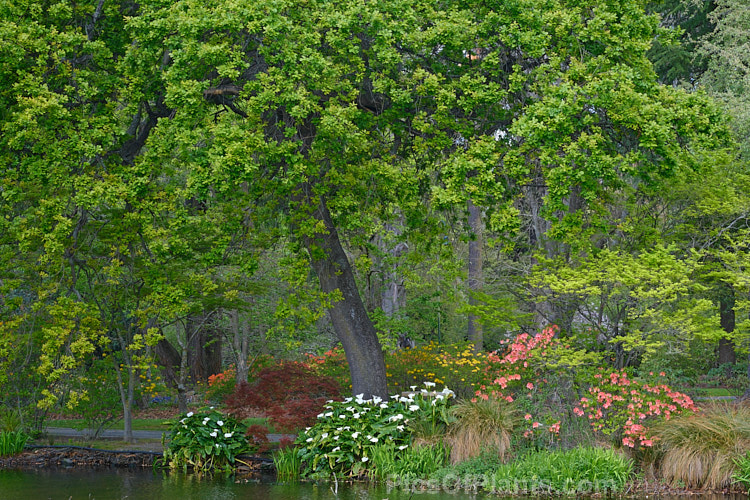 A large ornamental lake surrounded by mature trees and underplanted with perennials and shrubs, including deciduous azaleas.