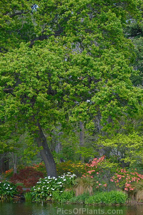 A large ornamental lake surrounded by mature trees and underplanted with perennials and shrubs, including deciduous azaleas.