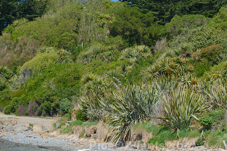 New Zealand shoreline vegetation made up mostly of native plants, including <i>Cordyline australis</i>, <i>Phormium tenax</i>, <i>Myoporum laetum</i>, <i>Coprosma</i>, <i>Pittosporum</i> and <i>Olearia</i>.