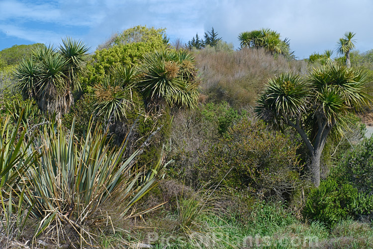 New Zealand shoreline vegetation made up mostly of native plants, including <i>Cordyline australis</i>, <i>Phormium tenax</i>, <i>Myoporum laetum</i>, <i>Coprosma</i>, <i>Pittosporum</i> and <i>Olearia</i>.